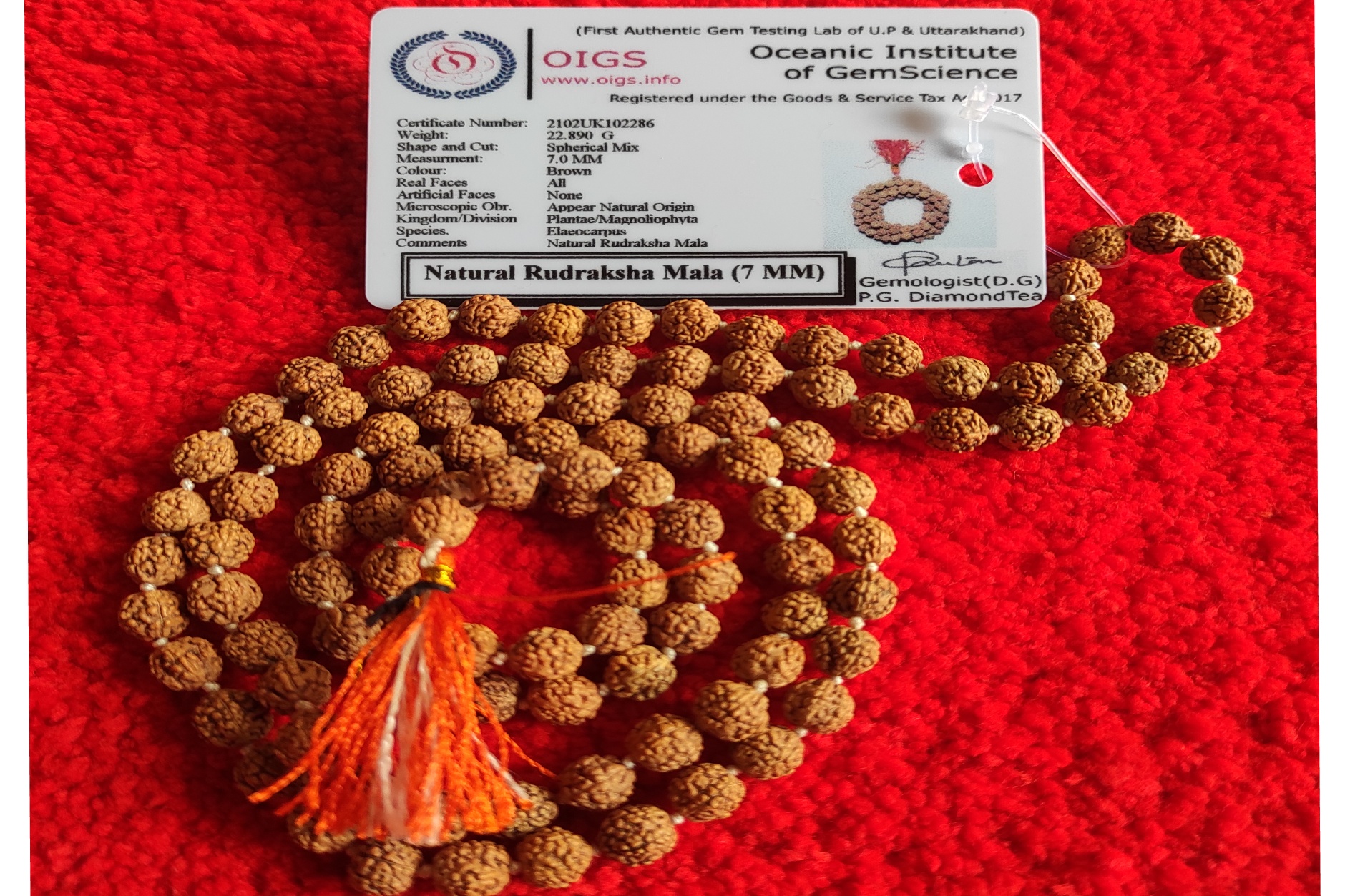 100-natural-certified-5-mukhi-rudraksha-japa-mala-7mm-1081-beads-5-face-beads-knotted-rosary